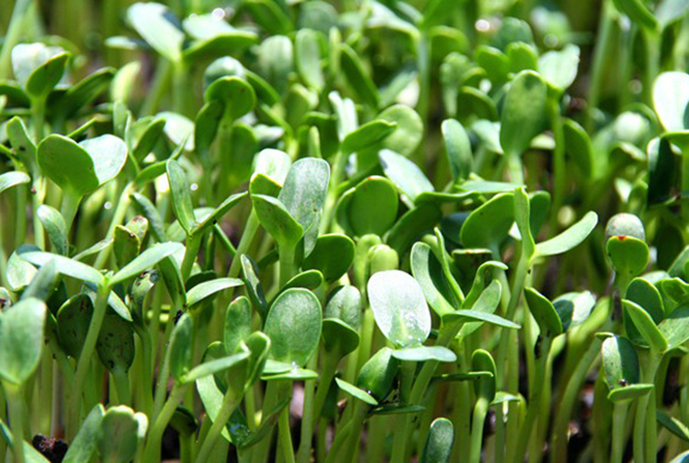 Sunflower Micro-Greens Grown On-Site